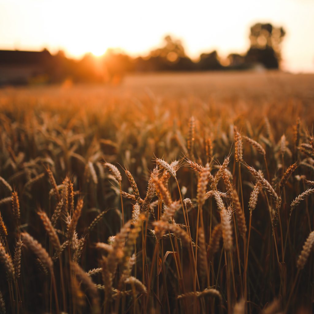 Sustainability field of grain