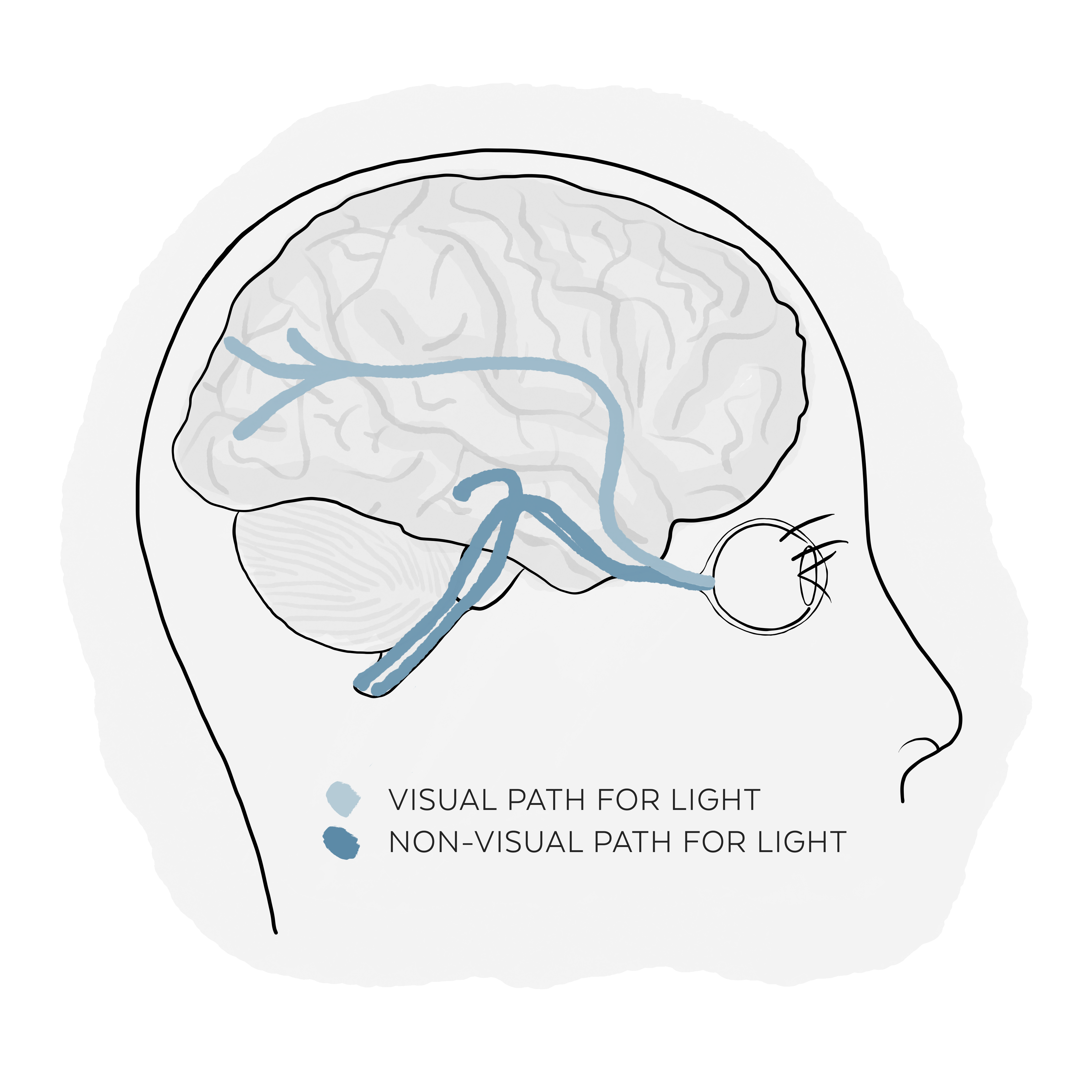 Pathways for light